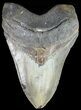 Monstrous, Megalodon Tooth - North Carolina #49525-1
